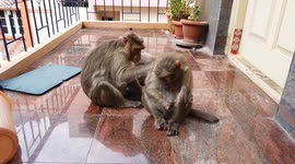 Wild Monkeys groups assembled picking carefully lice through each other's hair in Southern India