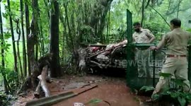 Trapped leopard rescued by forest officials in western India