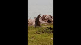 Giant lizards seen 'hugging it out' in bizarre wrestling match