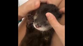 Adorable baby otter enjoys face massage