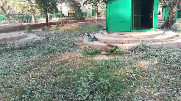 Gray African Pigeons Family In Lunch Time