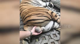Woman criticised after grabbing tiger's testicles at zoo in Thailand