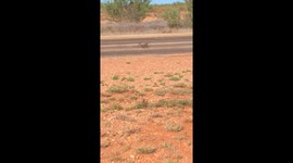 Lizard and snake battle