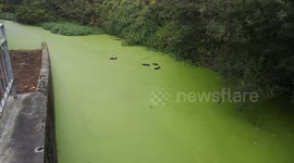 Algae Takes Over Thamesmead