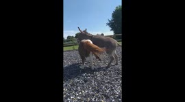 Cute Pony And A Donkey Playing