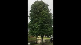 Tree Down In Front Of The House Due To Hurricane Isaias