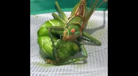 Giant Texas RedEyed Devil Katydid Eats Caterpillar Alive