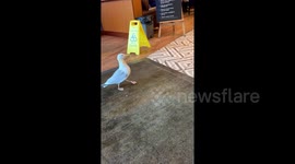 Seagull steals crisp packet