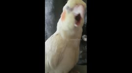 Adorable sleepy parrot can't stop yawning