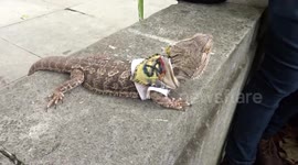 Lizard wearing XR logo scarf is all ears at Extinction Rebellion protest in Parliament Square