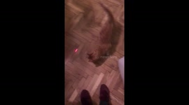 Late night exercise with cat-fat-burner laser pal