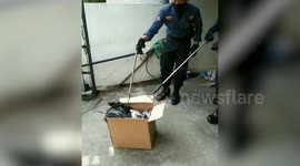 Snake found hiding in cardboard box in woman's home