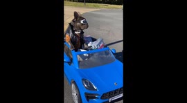 French Dog Waldorf Driving His Car, Wanna Come For a Ride
