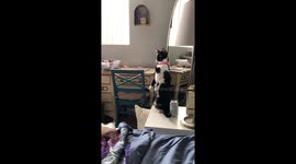 This Cat is Evolving