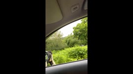 Cow Navigates the Directions in The New Forest