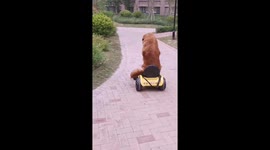 Puppy has learned driving