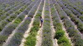 Young woman walking through Lavender Fields, Provence, France.