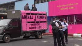 Animal rights activists in London cause rush hour chaos with a slaughterhouse truck