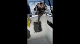 Pelicans try to eat fish