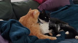 Cats George and Saskia's grooming time 191228-1