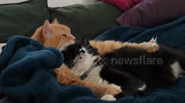 George and Sas are grooming each other 191228-5