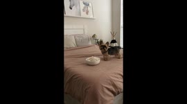 Dog Patiently Waits to Eat Treats