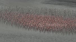 Flamingos get into formations that help them withstand the winds