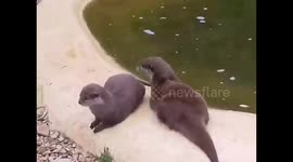 Otters by the water