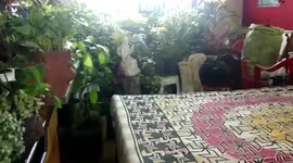 60-year-old man turns his bedroom into mini jungle in western India