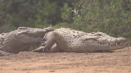 Jumping Crocodile Gets Bitten By Another Crocodile!