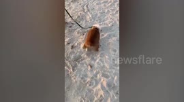 Adorable pup does Michael Jackson’s iconic moon walk