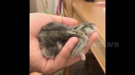 UK: Hamster Relaxes In Owner’s Palm
