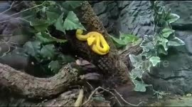 Yellow Viper Snake