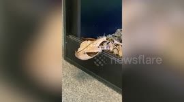 Viper Snake Yawns After Satisfying Meal