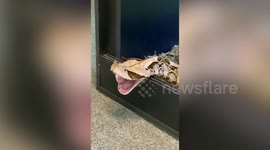 Just a viper yawning after a satisfying meal