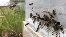 Bees in their beehive