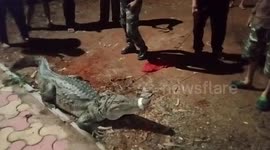 Massive crocodile rescued from residential area in western India