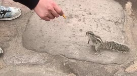 The squirrel approaches to eat the sweets.