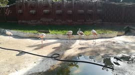 Sofi Pelican With Her Family Members