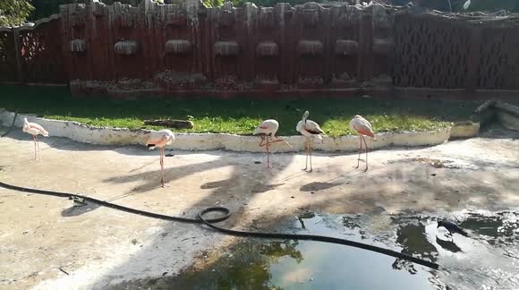 Sofi Pelican With Her Family Members