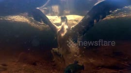 This never before seen footage shows an Osprey grabbing a trout - from underwater