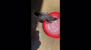 temp