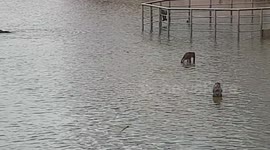 Monkeys play in water in India