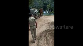 Indian forest officials have face-off with wild elephant after it raids their kitchen
