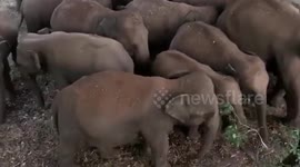 Daring duo of photographers climb tree to film elephants up-close in Sri Lanka