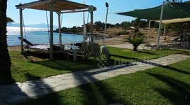 Dogs eat people meal in the beach