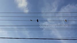 Pigeons social distancing.