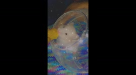 Cute hamster eating mango