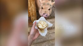 This adorable footage shows the moment a hungry pig was fed a vegan cupcake