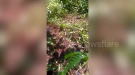 20-foot-long python rescued from estate in southern India